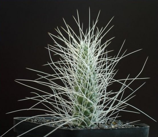 Tephrocactus_weberi_1